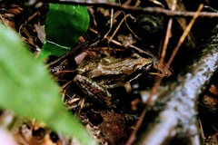 Korean Brown Frog photo 3