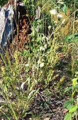 Cirsium remotifolium