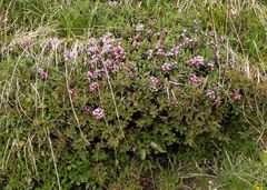 Daphne striata