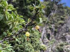 Ribes formosanum