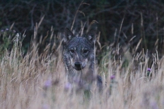 Canis lupus crassodon