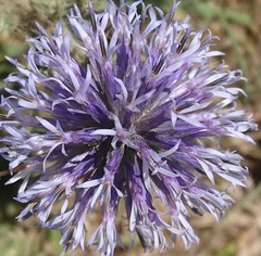 Echinops microcephalus