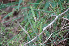 Ottochloa