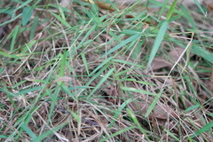 Ottochloa
