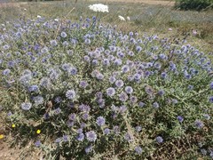 Echinops microcephalus