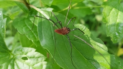 Leiobunum calcar