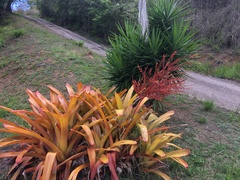 Aechmea blanchetiana