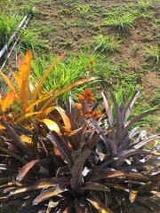 Aechmea mulfordii