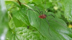Leiobunum calcar