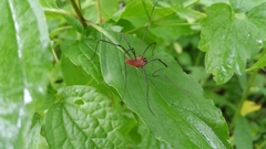 Leiobunum calcar