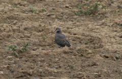 Streptopelia lugens