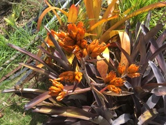 Aechmea mulfordii