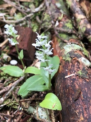 Platanthera brevicalcarata