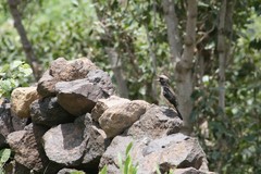 Oenanthe lugentoides