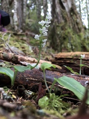 Platanthera brevicalcarata