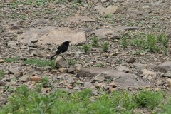 Oenanthe lugentoides