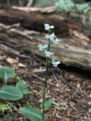 Platanthera brevicalcarata