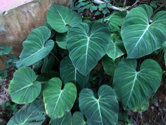 Philodendron gloriosum