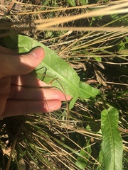 Rumex brownii