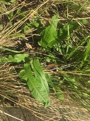 Rumex brownii