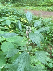 Leonurus quinquelobatus