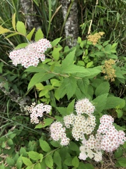Spiraea hayatana
