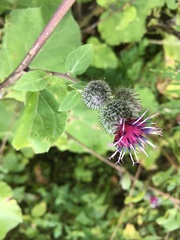 Arctium tomentosum