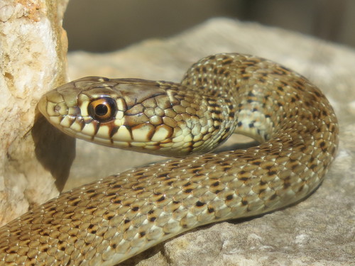 Šara poljarica (Hierophis gemonensis)