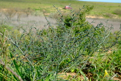Asparagus undulatus