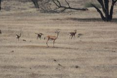 Gazella bennettii