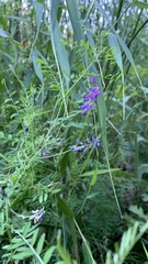 Vicia cracca