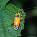 Kapok Longhorned Borer - Photo (c) 57Andrew, some rights reserved (CC BY-NC-ND), uploaded by 57Andrew