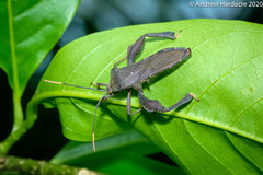 Pseudomictis distinctus