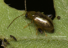 Longitarsus birmanicus