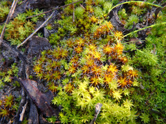Syntrichia antarctica