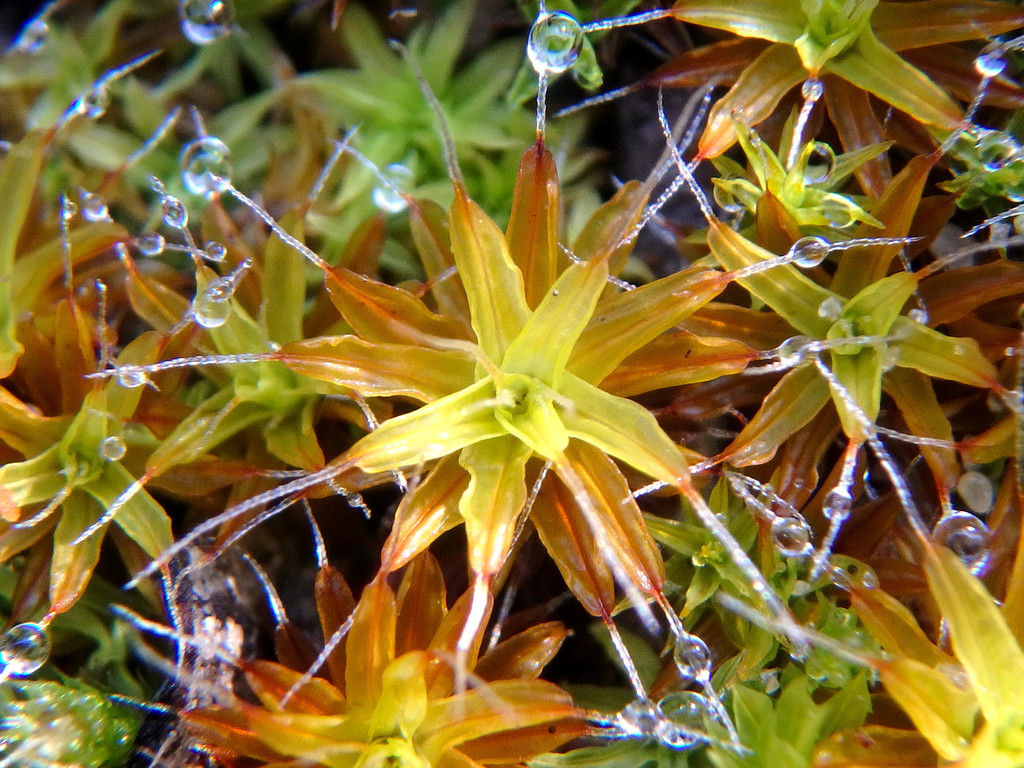 Bristly screw-moss
