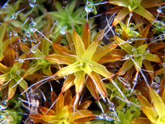 Syntrichia antarctica