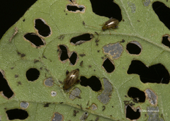 Longitarsus birmanicus