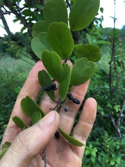 Dendropemon caribaeus