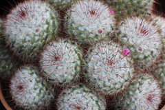 Mammillaria bombycina