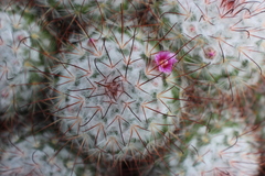 Mammillaria bombycina