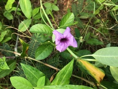 Ruellia tuberosa