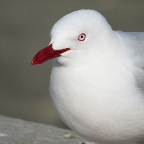 Red-billed Gull｜新西兰红嘴鸥 参考照片