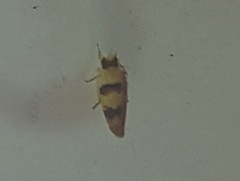 Erythroneura integra