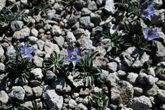 Campanula scabrella