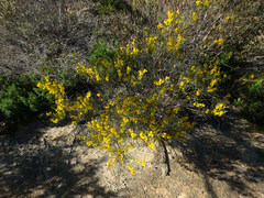 Acacia rigens