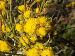 Acacia rigens