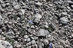 Campanula scabrella