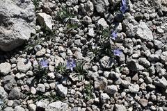 Campanula scabrella