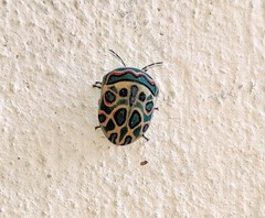 Sphaerocoris annulus